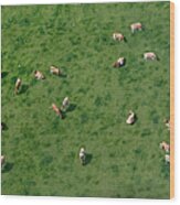 Aerial View Of Cows Grazing Wood Print