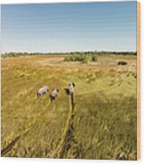 Aerial View Of Elephants In Marsh Wood Print