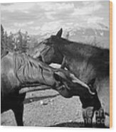 Affection Two Horses Wood Print