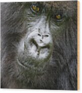Africa Rwanda Female Mountain Gorilla Wood Print