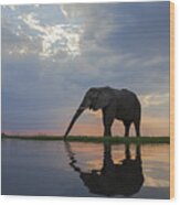 African Elephant Drinking Chobe River Wood Print