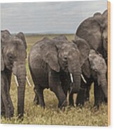 African Elephant Family Eating Grass Wood Print