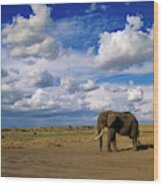 African Elephant Walking In Masai Mara Wood Print