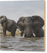 African Elephants In The Chobe River Wood Print