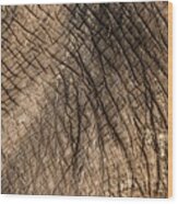 African Elephant's Skin Wood Print