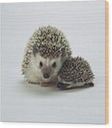 African Hedgehog Mother And Baby Wood Print