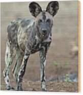 African Hunting Dog Pup Wood Print