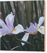 African Iris (dietes Vegeta) Wood Print