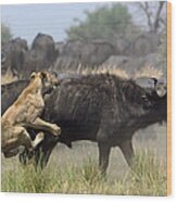 African Lion Attacking Cape Buffalo Wood Print