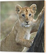 Lion Cub In Masai Mara Wood Print