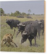 African Lion Evading Cape Buffalo Africa Wood Print