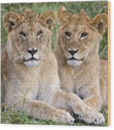 African Lion Juvenile Males Serengeti Wood Print