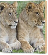 African Lion Juveniles Serengeti Np Wood Print