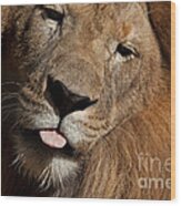 African Lion Wood Print