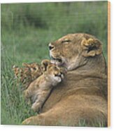 African Lions Mother And Cubs Tanzania Wood Print