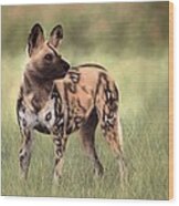 African Wild Dog Painting Wood Print