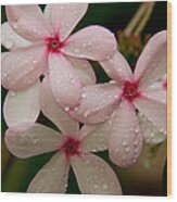 After The Rain - Pink Plumeria Wood Print