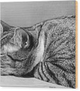Afternoon Cat Nap Wood Print