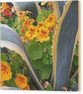 Agave And Nasturtiums Wood Print