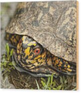 Alabama Box Turtle 2 - Terrapene Carolina Wood Print