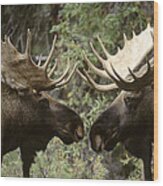 Alaska Moose Bull Confrontation Wood Print