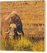 Alaska Musk Ox Wood Print