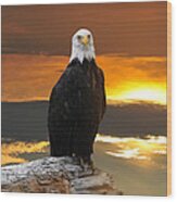 Alaskan Bald Eagle At Sunset Wood Print