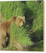 Alaskan Brown Bear Wood Print