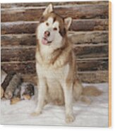 Alaskan Malamute Dog Wood Print
