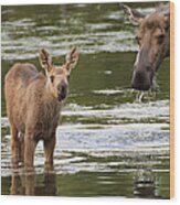 Alaskan Moose And Calf In Water Wood Print