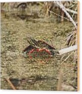 Algae Covered Painted Turtle Wood Print