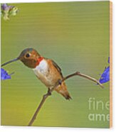 Allens Hummingbird Wood Print