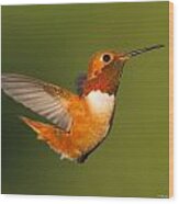 Allen's Hummingbird Tail Up Wood Print