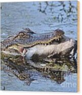 Alligator Catches Catfish Wood Print