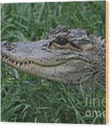 Alligator Wood Print