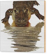 Alligator Making Eye Contact With You Wood Print