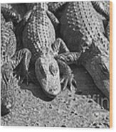 Alligators Wood Print