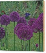 Allium Giganteum Wood Print