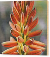 Aloe Gariepensis Flowers Wood Print