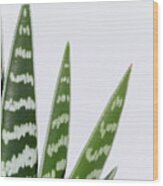 Aloe Vera Leaves Wood Print