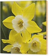 Alpha Daffodil Wood Print