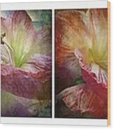 Amaryllis Diptych Wood Print