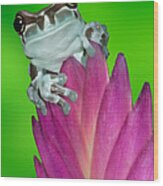 Amazon Milk Frog Trachycephalus Wood Print