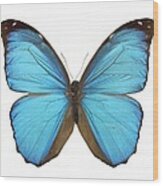 Amazonian Butterfly Wood Print