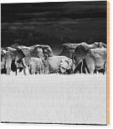 Amboseli Herd With Egret Wood Print