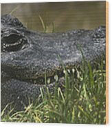American Alligator Closeup Wood Print