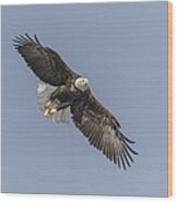 American Bald Eagle 2015-14 Wood Print
