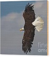 American Bald Eagle In Flight Wood Print