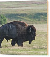American Bison Buffalo, Wind Cave Wood Print