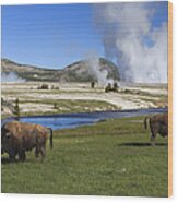 American Bison Grazing Along Firehole Wood Print